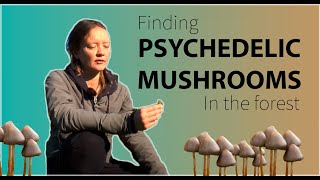 Finding Psychedelic Mushrooms [upl. by Ari151]