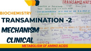 TRANSAMINATION 2 clinical mechanism [upl. by Geiger]