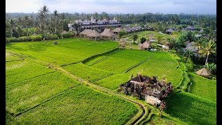 VLOG Desa Visesa Ubud authentic Balinese experiences [upl. by Harrington457]