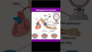 How Does a Sphygmomanometer Work  Blood Pressure Measurement Explained biology [upl. by Suiravaj]