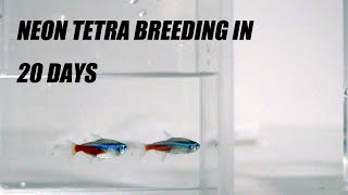 Breeding Neon Tetras in a Small Jar Part 2 [upl. by Noraj691]