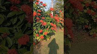 Ixora plant shots [upl. by Mauchi]