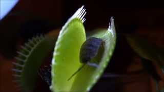 Carnivorous plant Venus flytrap capturing prey a rough woodlouse  Venusfliegenfalle [upl. by Buzz]