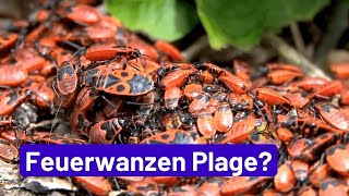 Feuerwanzen Plage Eine Gefahr im Garten [upl. by Stanhope]