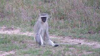 A lone vervet monkey at Djuma Waterhole [upl. by Enelehs]