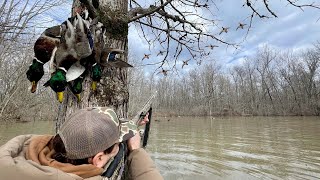 Public Land Duck Hunting Arkansas Flooded Timber [upl. by Ytsanyd]