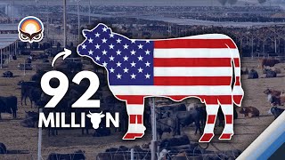 American Farmers Raise The Best Cattle in the World [upl. by Ellehcsor294]