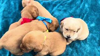 3 Weeks Old Shastas Labrador Retriever Puppies labpuppies labradorpuppy puppy puppies4sale [upl. by Juliano]