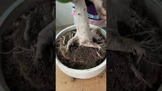 Transform Your Banyan Bonsai Expert Repotting Tips and Tricks bonsai banyan terracegardening [upl. by Backler]