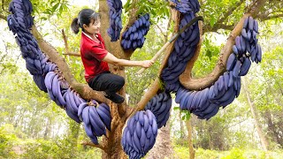 How To Harvest Finger Fruit for to cook delicious food  Harvesting and Cooking  Luyến Harvesting [upl. by Araht]