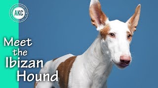 Meet the Ibizan Hound [upl. by Gowon]