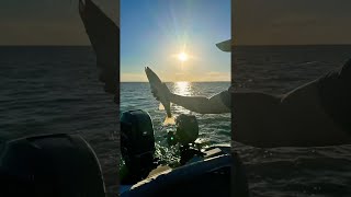 raking the column 🐟 Lake Erie walleye fishing fishing walleyefishing walleye [upl. by Culosio]