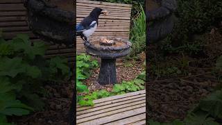 Close up with this magpie as he calls his buddy that dinner is ready 😋 birding nature shorts [upl. by Elacsap]