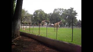 zoo de Morelia [upl. by Esom10]