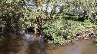 RIVER CULM KILLERTON ESTATE SILVERTON EXETER DEVON [upl. by Igiul]