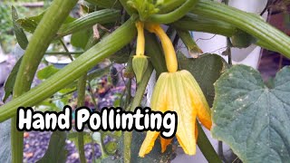 How to pollinate squash  Tower Garden [upl. by Jessen]