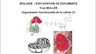 7 Rôle énergétique de la mitochondrie  Thème  Organisation fonctionnelle de la cellule [upl. by Stine]