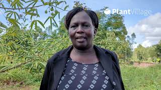 Kenyan Farmer Sees Remarkable Cassava Yield Boost with Biochar Use [upl. by Joscelin]