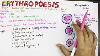 How to Interpret RBC Indices eg hemoglobin vs hematocrit MCV RDW [upl. by Atenaz]