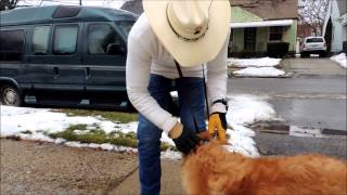 Using the SafeCalm Dog Training Collar on Dominant or Difficult Dogs  Dog Whisperer BCHUCK MCDBRIDE [upl. by Eppie]