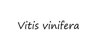 How to Pronounce Vitis vinifera [upl. by Anoel]