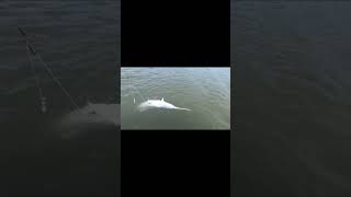 Paddlefish Snagging  Truman Lake [upl. by Concha]