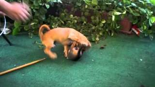 dog fights baby chihuahua vs mutt [upl. by Loralie]