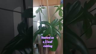 philodendron pedatum New mosspole 🌱✨️ plantcare houseplant indoorplants aroids plants [upl. by Dorman]