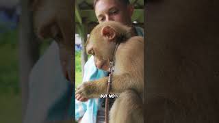 Pet Monkey in Thailand local of Koh Yao Yai island localculture thailifestyle funnythailand [upl. by Anis]