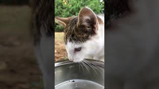 🐈Lillie amp Millie🐈 drinking Water ASMR kittens cats cutecats catsnkittens shorts [upl. by Esinehc162]