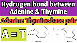 Hydrogen bond between Adenine and Thymine  Adenine Thymine base pair  nitrogenous base pairing [upl. by Arriaet]