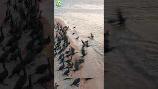 The Beauty of Birds Flying in Flocks Natures Aerial Ballet2 birdflying animallanguage2al shorts [upl. by Montana264]