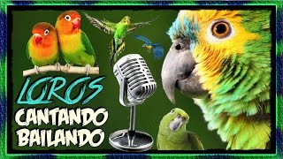 Loros Cantando amp Bailando  Recopilación en Español [upl. by Horodko]