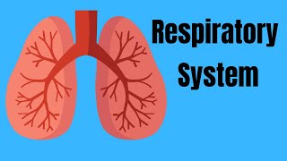 Respiratory System Basics [upl. by Pinette]