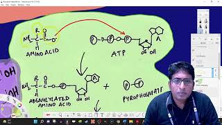 077 Translation tRNA charging [upl. by Kudva]