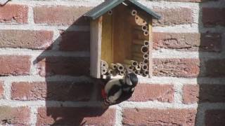 Vroege Vogels  Grote bonte specht sloopt insectenhotel [upl. by Obaza]