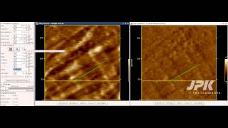 Atomic Force Microscopy  Fast scanning of collagen type I [upl. by Notniuqal]