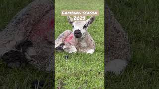 Cute Lambs  Lambing Season 2023 [upl. by Thorstein889]