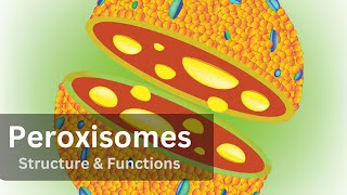 Peroxisomes Peroxisomes Structure and Function Biology Cell Biology [upl. by Florrie]