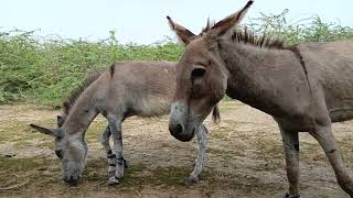 donkeys meeting donkeyfarm donkeysanctuary donkey animals thar nature donkey meeting [upl. by Aikehs]