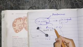 Functional areas of cerebrumTemporal lobe Last part neuroanatomy [upl. by Yadnus]