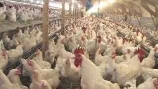 Poultry Farming [upl. by Amedeo]