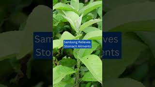 Health Benefits of Sambong [upl. by Jaime]