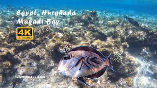 Aug 2024  Egypt Hurghada Makadi Bay  Snorkeling in front of Makadi Spa hotel  Part 3 [upl. by Askwith]