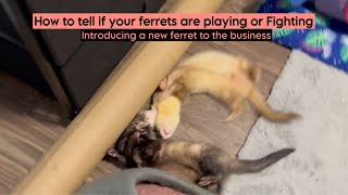 How to tell if your ferrets are playing or Fighting [upl. by Olyhs940]