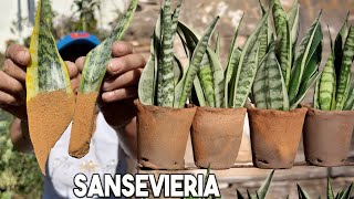 LUCE Hermosas tus Sansevieria o Lengua de Suegra en Casa  Como CUIDAR TUS SANSEVIERIA [upl. by Maxfield]