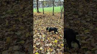 Cocker Spaniel In Irish Autumn dogs doglover autumn leaf cockerspaniel [upl. by Llednek799]