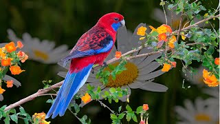 Crimson Rosella chamando [upl. by Madalena]