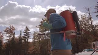 Adirondack Invasives Phragmites [upl. by Farnsworth]