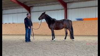 Young Troubled Horse Gets Aggressive When Tacking Up [upl. by Alvan446]